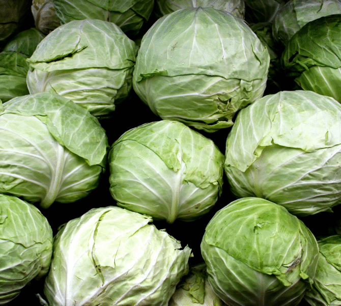 Cabbage