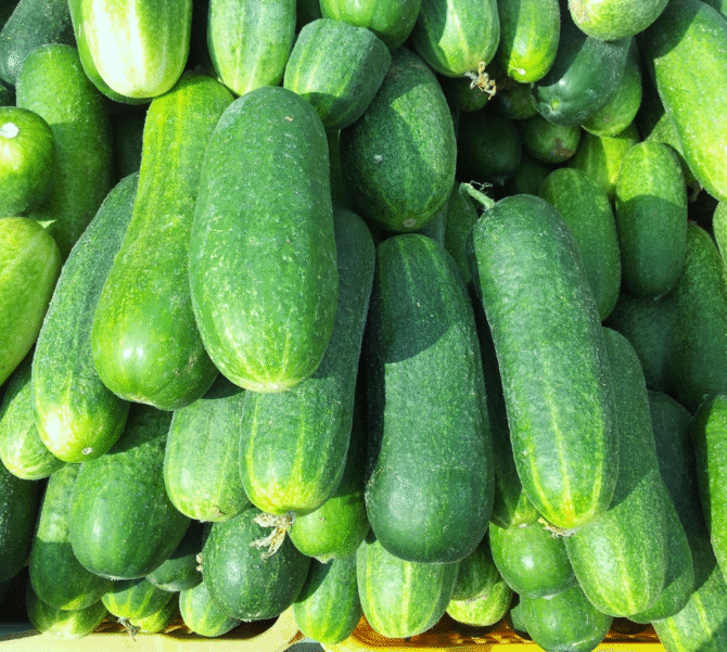 Cucumber
