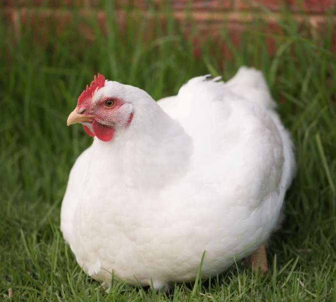 Chicken (Frozen/Live) - Image 2