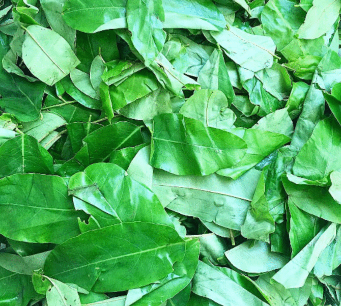 Oha Leaves