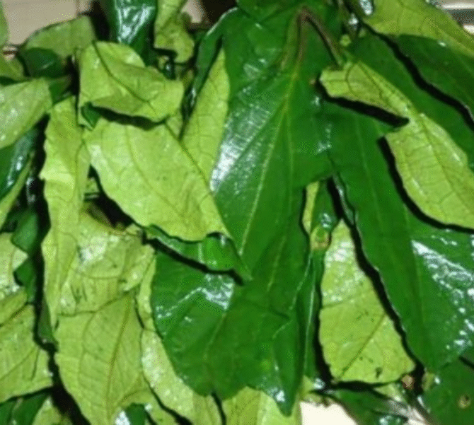 Pumpkin leaf (Ugu)