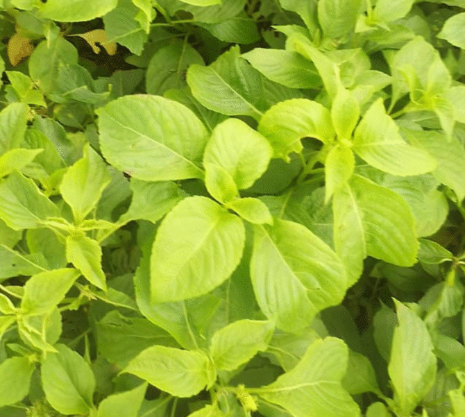 Scent Leaves (Efirin, Nchanwu)