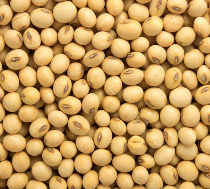 Soybeans (Soyabeans)