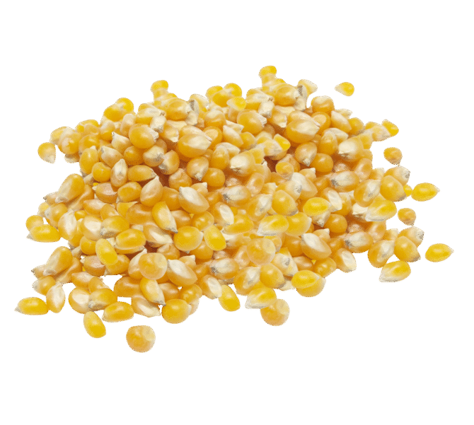 Yellow Corn