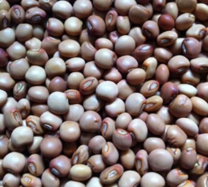 Fio Fio (Pigeon Peas)