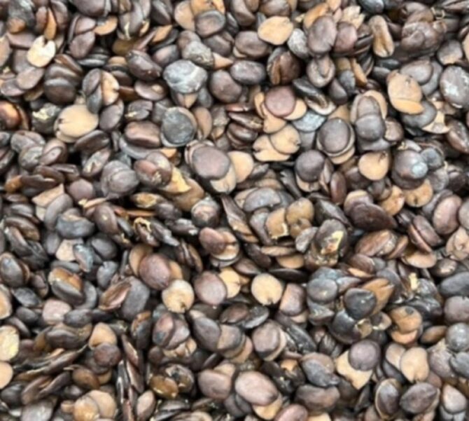 Ogiri (Locust beans)