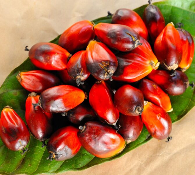 Palm Oil Seed (Akwu/Banga)